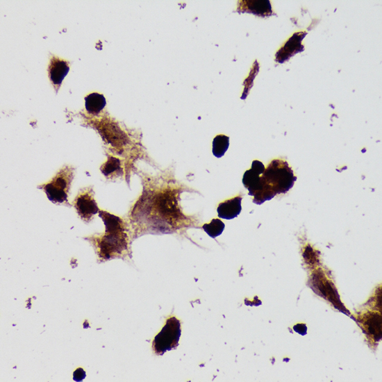 Anti-Beta-Tubulin Antibody (CABC015)