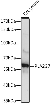 Anti-PLA2G7 Polyclonal Antibody (CAB9796)