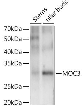 Western blot analysis of extracts of various tissues from the japonica rice (Oryza sativa L. ) variety Zhonghua 11, using MOC3 antibody at 1:1000 dilution. Secondary antibody: HRP Goat Anti-Rabbit IgG (H+L) at 1:10000 dilution. Lysates/proteins: 25ug per lane. Blocking buffer: 3% nonfat dry milk in TBST. Detection: ECL Enhanced Kit. Exposure time: 60s.