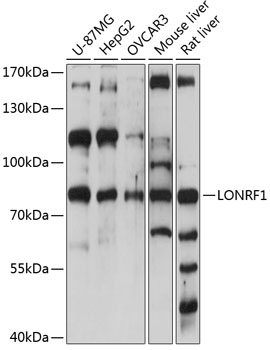 Anti-LONRF1 Antibody (CAB14433)