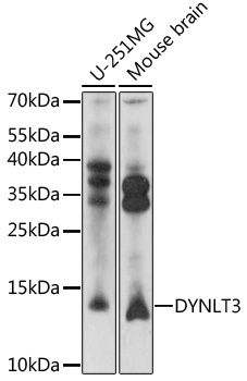 Anti-DYNLT3 Antibody (CAB16982)