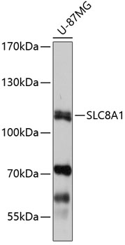 Anti-SLC8A1 Antibody (CAB7419)