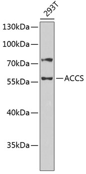 Anti-ACCS Antibody (CAB13441)