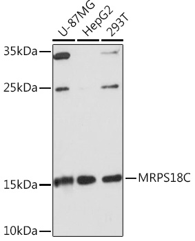 Anti-MRPS18C Antibody (CAB18453)