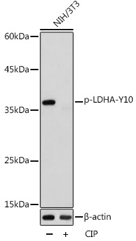 Anti-Phospho-LDHA-Y10 pAb (CABP0889)