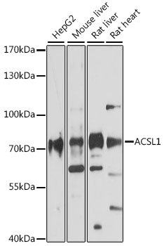 Anti-ACSL1 Antibody (CAB16253)
