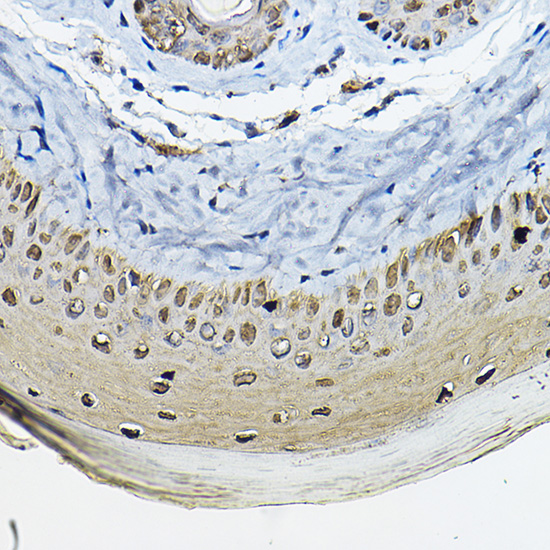 Anti-SFN Antibody (CAB1026)