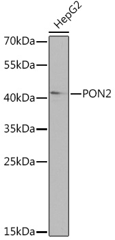 Anti-PON2 Antibody (CAB14048)