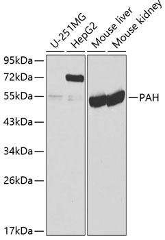 Anti-PAH Antibody (CAB1559)