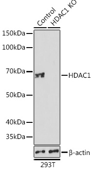 Anti-HDAC1 Antibody [KO Validated] (CAB19571)