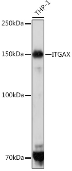 Anti-ITGAX Antibody (CAB1508)