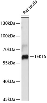 Anti-TEKT5 Antibody (CAB12377)