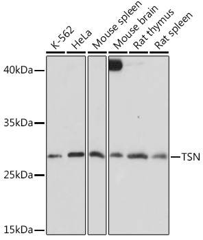 Anti-TSN Antibody (CAB18590)