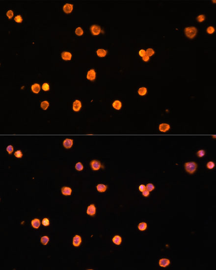 Anti-ENTPD1/CD39 Antibody (CAB3778)