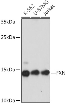 Anti-FXN Antibody (CAB16853)