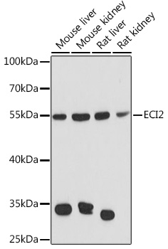 Anti-ECI2 Antibody (CAB13072)