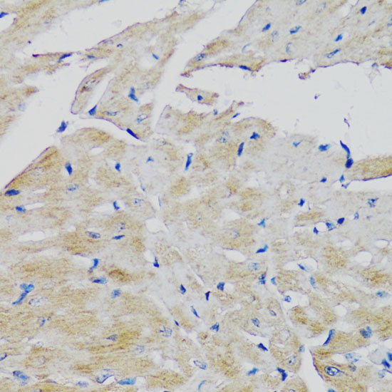 Anti-FGFR2 Antibody (CAB2074)