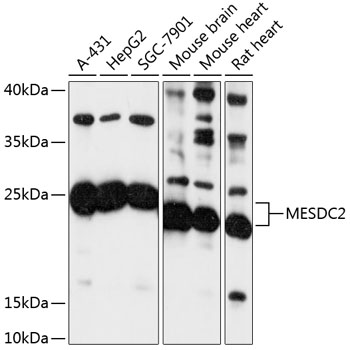 Anti-MESDC2 Antibody (CAB13932)