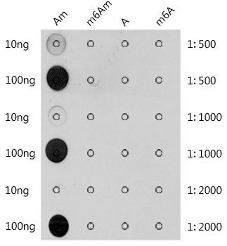 Anti-2'-O-methyladenosine / Am Antibody (CAB2388)