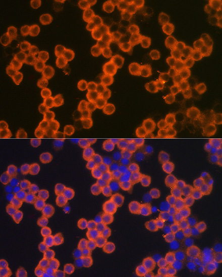 Anti-CD38 Antibody (CAB1680)