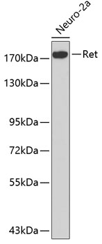 Anti-Ret Antibody