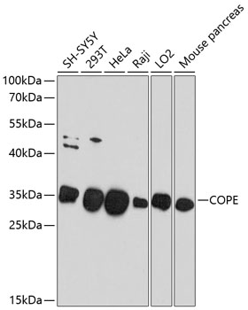 Anti-COPE Antibody (CAB10047)