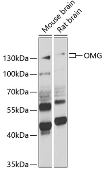 Anti-OMG Antibody (CAB6939)