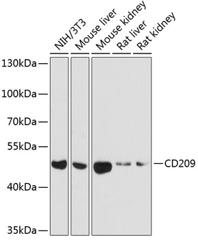 Anti-CD209 Antibody (CAB1466)