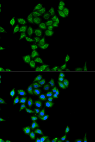 Anti-COQ3 Antibody (CAB7469)