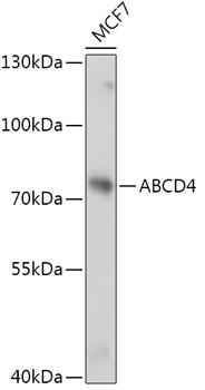 Anti-ABCD4 Antibody (CAB17523)