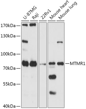 Anti-MTMR1 Antibody (CAB17575)