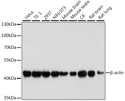 Anti-Beta Actin Mouse Monoclonal Antibody (CABC004)