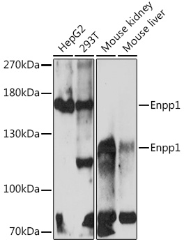 Anti-Enpp1 Antibody (CAB17876)