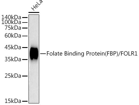 Western blot analysis of extracts of HeLa cells, using Folate Binding Protein(FBP) / FOLR1 antibody at 1:1000 dilution. Secondary antibody: HRP Goat Anti-Rabbit IgG (H+L) at 1:10000 dilution. Lysates/proteins: 25ug per lane. Blocking buffer: 3% nonfat dry milk in TBST. Detection: ECL Basic Kit. Exposure time: 10s.