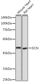 Anti-DCN Antibody (CAB15048)