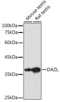 Anti-DAZL Antibody (CAB13970)