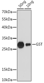 Anti-Rabbit anti GST-Tag Polyclonal Antibody (CABE067)