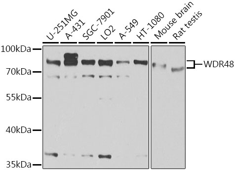 Anti-WDR48 Antibody (CAB6854)