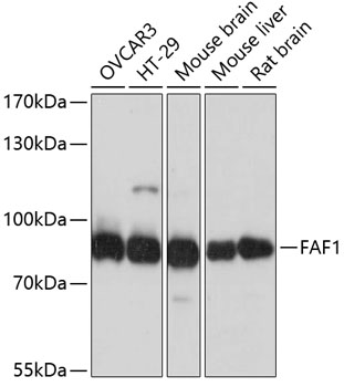 Anti-FAF1 Antibody (CAB2921)