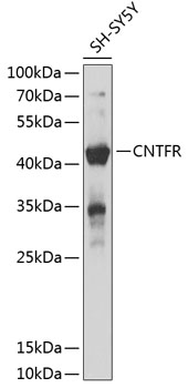 Anti-CNTFR Antibody (CAB12424)