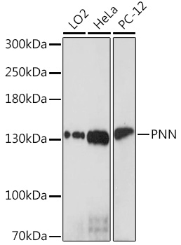 Anti-PNN Antibody (CAB16954)