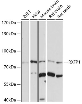 Anti-RXFP1 Antibody (CAB7127)