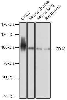 Anti-CD18 Antibody (CAB2173)