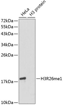 Anti-MonoMethyl-Histone H3-R26 Antibody (CAB3163)