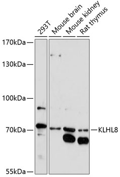 Anti-KLHL8 Antibody (CAB14917)