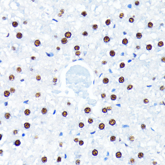 Anti-HuR / ELAVL1 Antibody [KO Validated] (CAB19622)