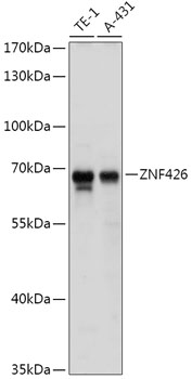 Anti-ZNF426 Antibody (CAB17764)