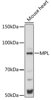 Anti-MPL Antibody (CAB16715)