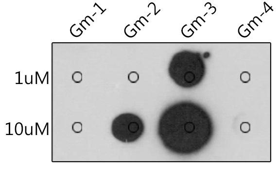 Dot-blot analysis of all sorts of peptides using 2'-O-Methylguanosine(Gm) antibody at 1:1000 dilution.