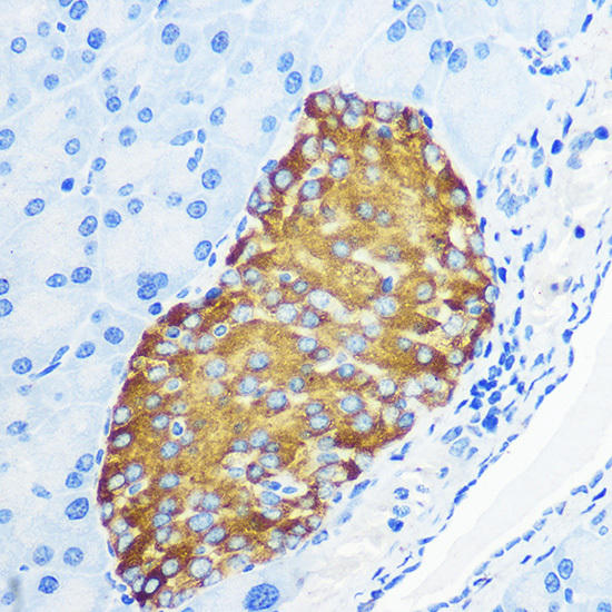Synaptic marker antibody